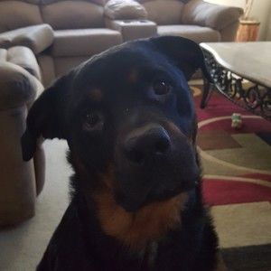 Meet your Posher, Posh